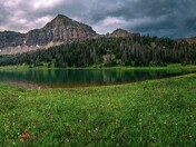 Ashley National Forest