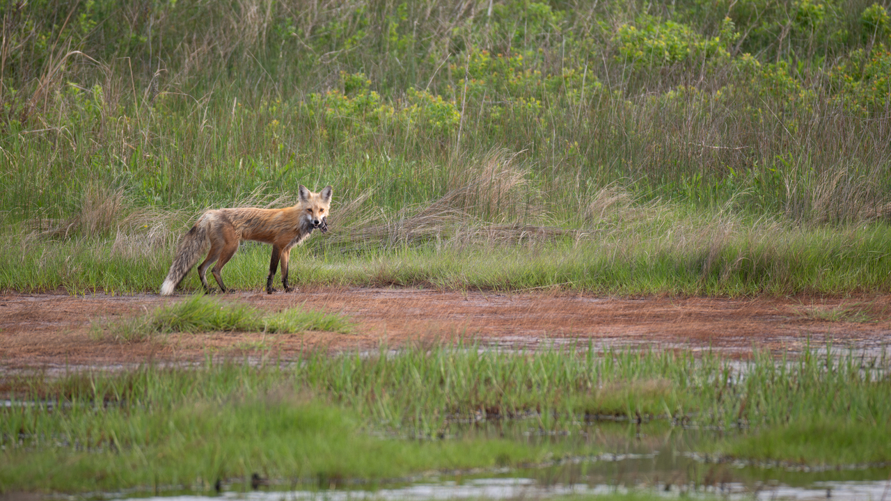 Breakfast in the Bog