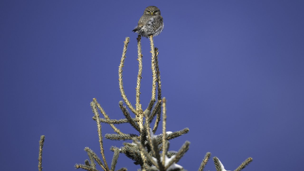 Defiance in the Cold