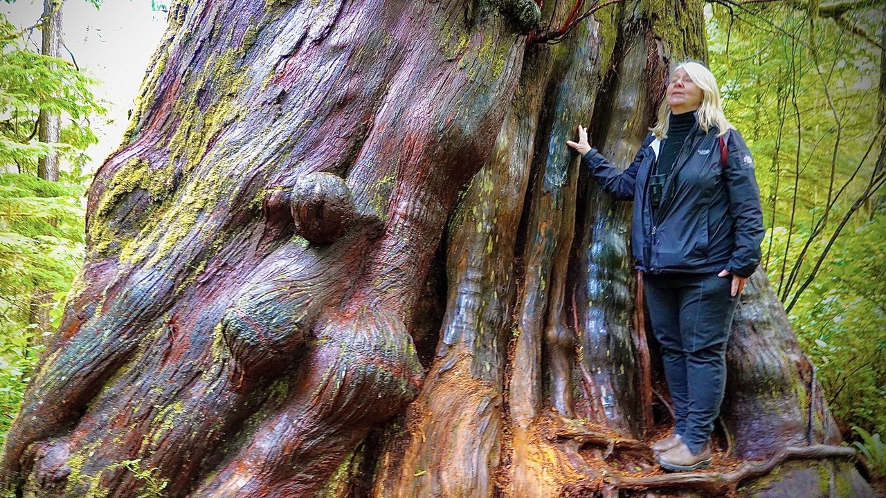 THE RAINFOREST TALKS. I TRANSLATE.