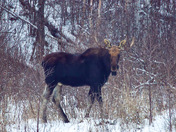 Mighty Moose