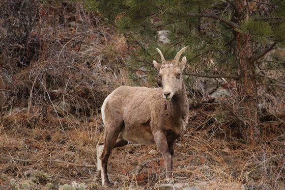 Rocky Mountain National Park
