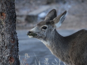Rocky Mountain National Park