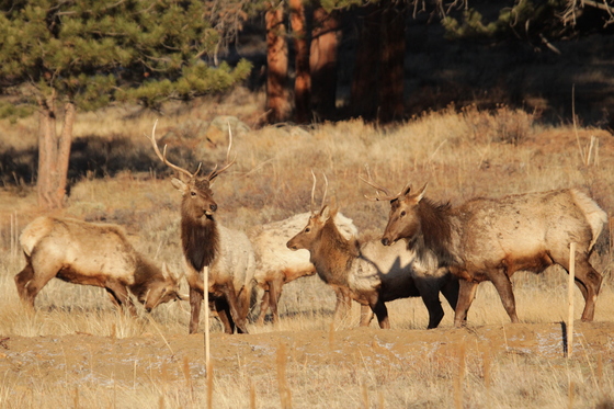 Rocky Mountain National Park