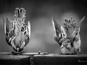 Sparrows Wings monochrome