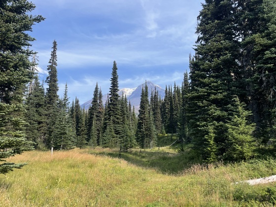 Gifford Pinchot National Forest