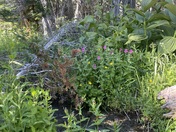 Gifford Pinchot National Forest