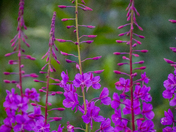 Denali National Park