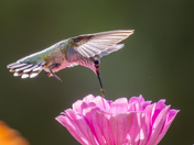 black-chinned hummingbird