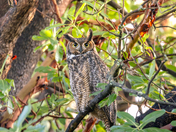 great horned owl