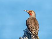 northern flicker