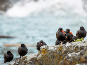 black oystercatchers