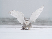 No debate. The snowy owl is in charge 