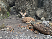 King Range Nationnal Conservation Area