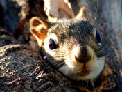 Squirrel in Tree