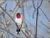 Red Headed Woodpecker