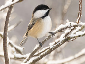 Winter's Little Sunbeam