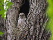 Shenandoah National Park