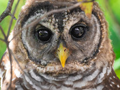 Alligator River National Wildlife Refuge