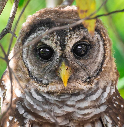 Alligator River National Wildlife Refuge
