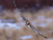 Female Northern Harrier