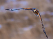 Female Northern Harrier