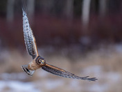 Female Northern Harrier