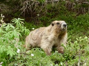 Olympic National Park