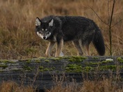 "Blackie" coyote