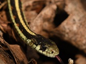 Garter Snake