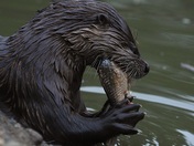 River Otter with snack.