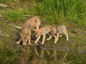 Coyote Family