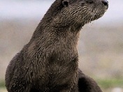 River Otter contemplating