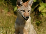 Coyote Pup