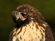 Red Tail Hawk