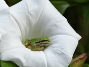Pacific Tree Frog 