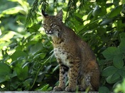 Mama Bobcat
