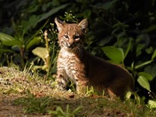 Bobcat Kitten