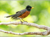 American Robin