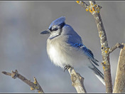 Sunrise Blue Jay