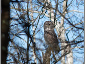 Great Grey Owl