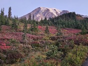 Mount Rainier National Park