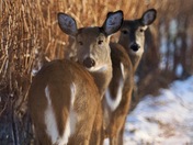 White-tailed Deer