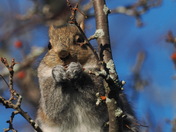 Eastern Gray Squirrel 