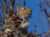 Eastern Gray Squirrel 