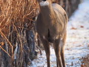 White-tailed Deer