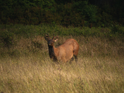 Redwood national and state parks
