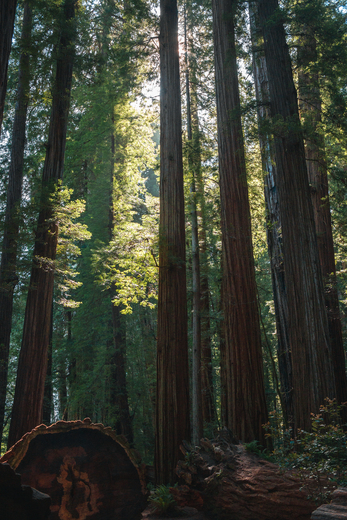 Redwood national and state parks