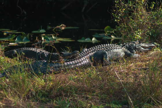 Everglades National park