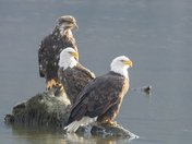 BALD EAGLES